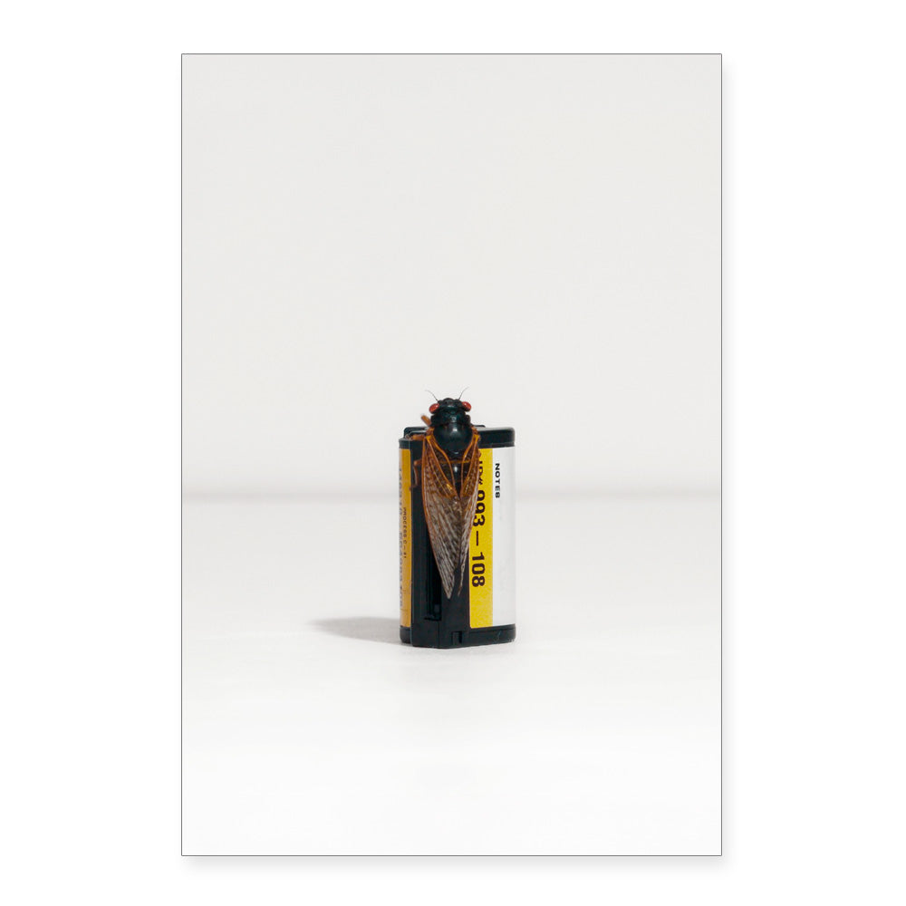 A cicada perches on a Taryn Simon Cicadas Post Card Set by Guggenheim Museum, capturing art and nature together.