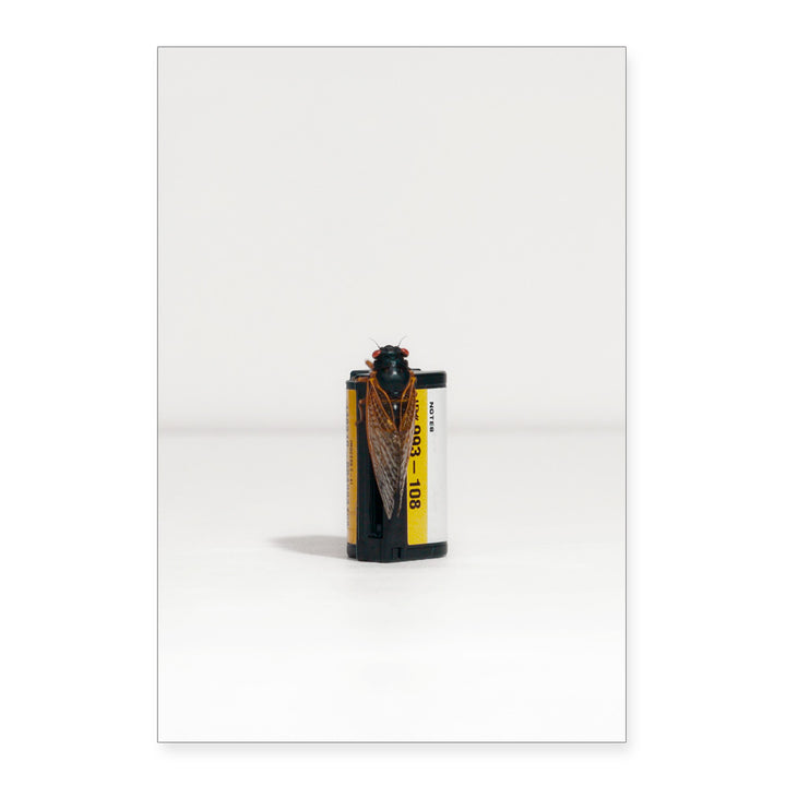 A cicada perches on a Taryn Simon Cicadas Post Card Set by Guggenheim Museum, capturing art and nature together.