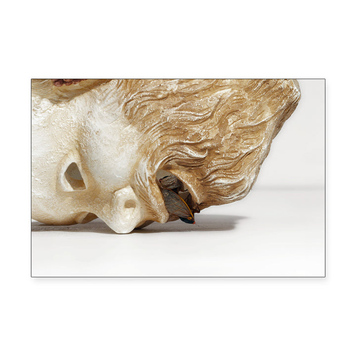 A stone face with a butterfly recalls Taryn Simon’s style, as seen in Guggenheim Museum’s Cicadas Post Card Set.