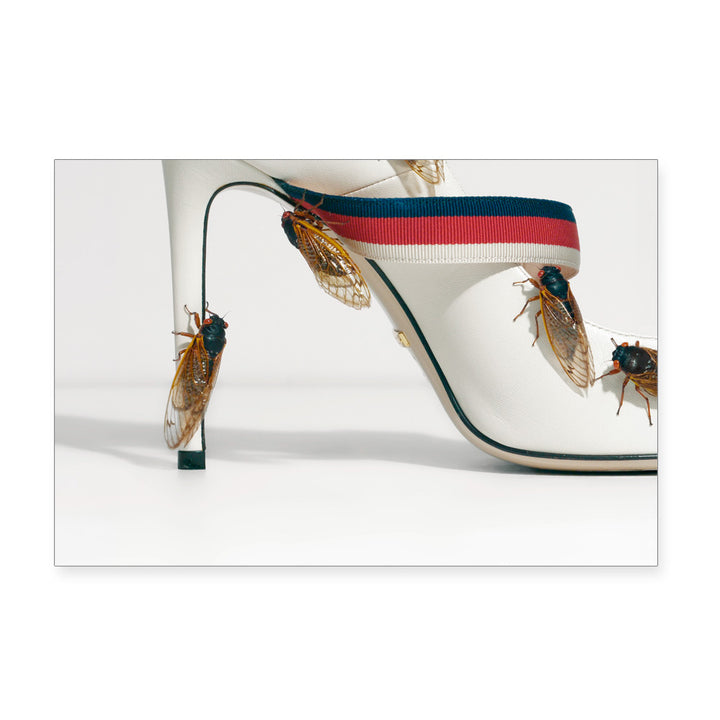 Guggenheim Museum Taryn Simon Cicadas Post Card Set with white heels and bold cicada motifs, artfully styled.
