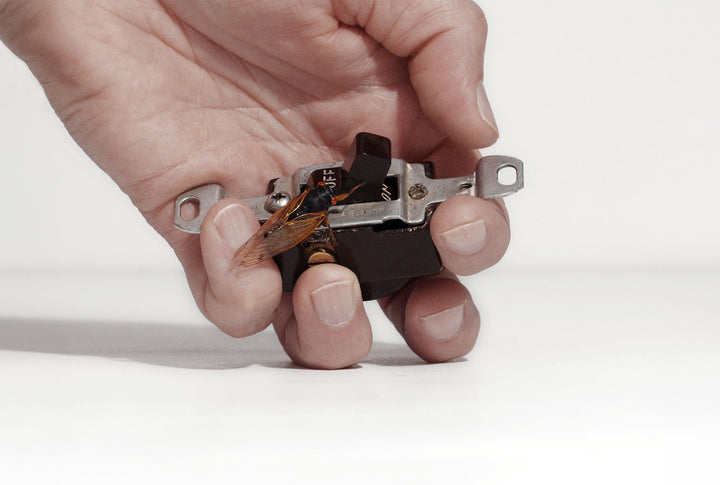 A hand holds a switch with a dead insect, recalling Guggenheim’s Taryn Simon Cicadas Post Card Set, on white.