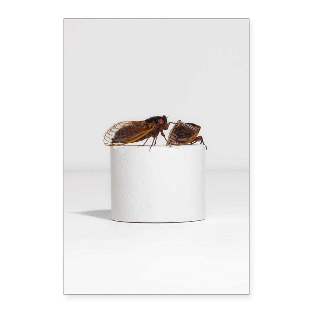 Two cicadas rest on white, echoing Taryn Simon, in the Guggenheim Museum Cicadas Post Card Set.