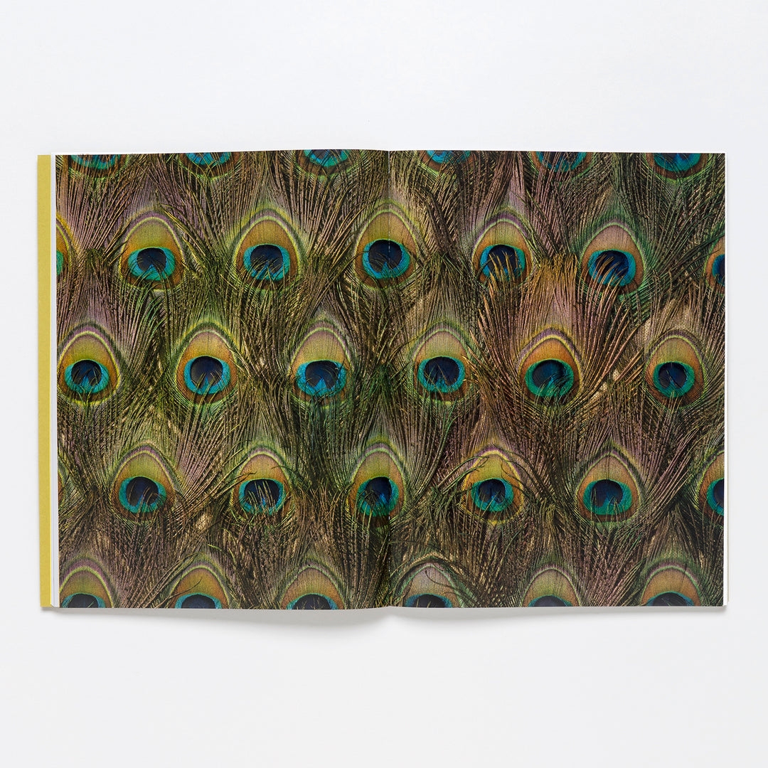 An open book shows a full-page photo of bright peacock feathers, like the Carol Bove Exhibition Catalogue by Guggenheim.