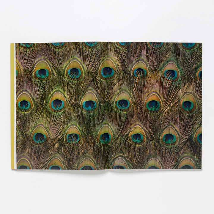An open book shows a full-page photo of bright peacock feathers, like the Carol Bove Exhibition Catalogue by Guggenheim.